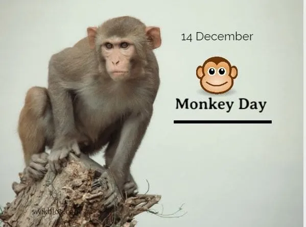 World-Monkey-Day-1