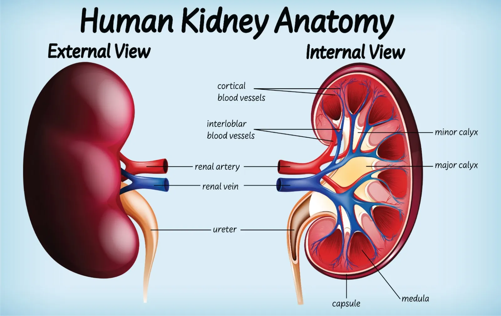 Keep your kidney healthy
