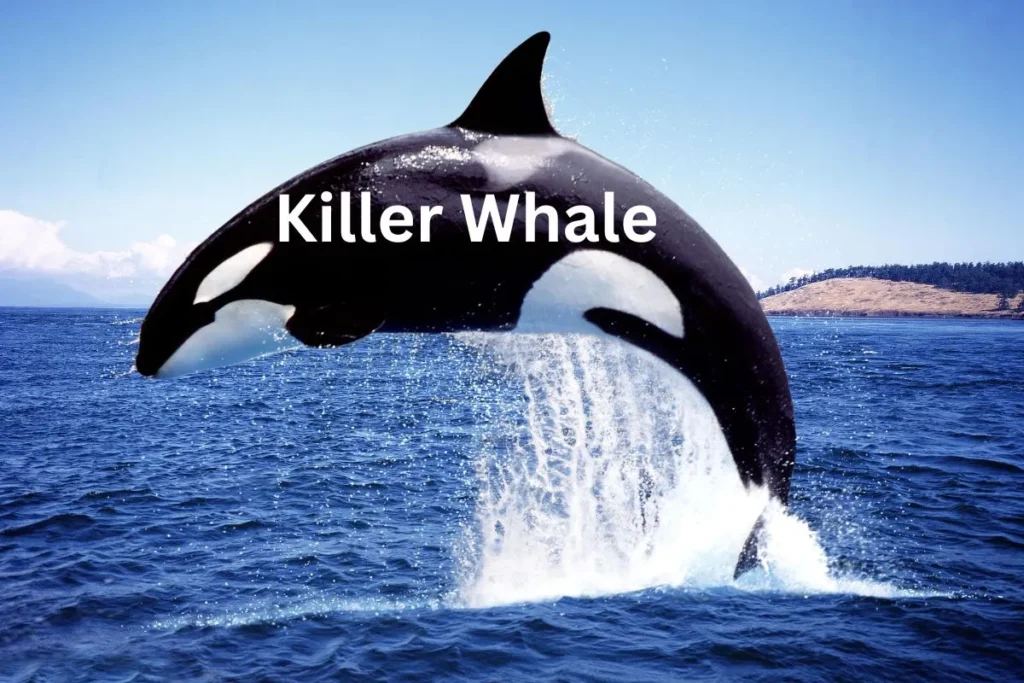 Killer Whale