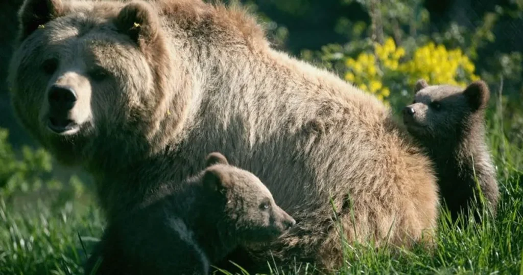 Celebrating World Bear Day on 23 March