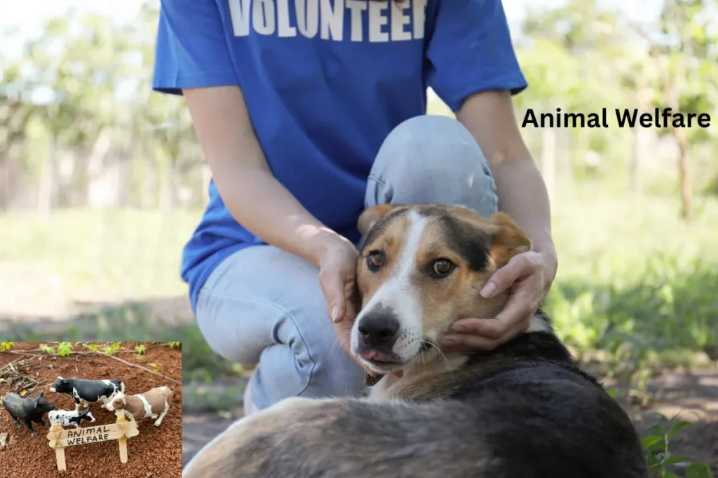 Animal Welfare by Humane Society