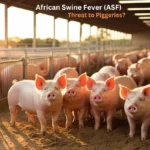 African Swine Fever (ASF)