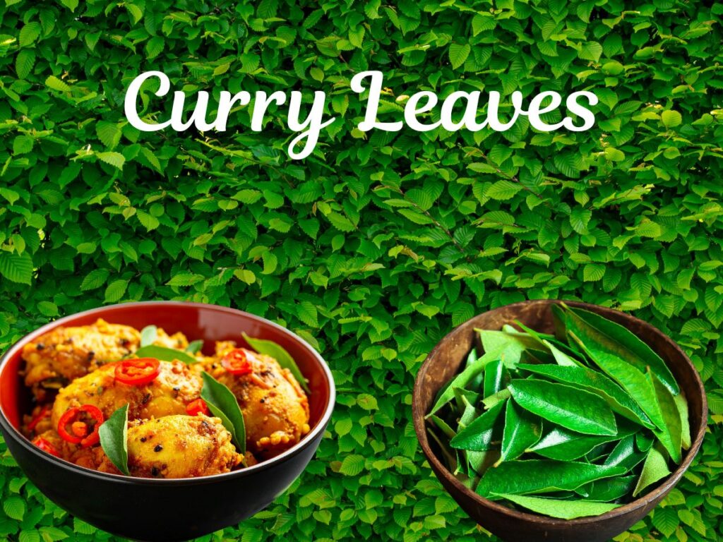 Curry Leaves