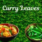 Curry Leaves