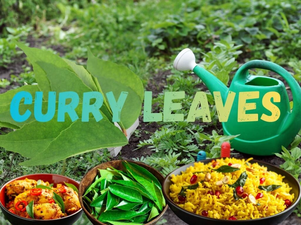 Curry Leaves